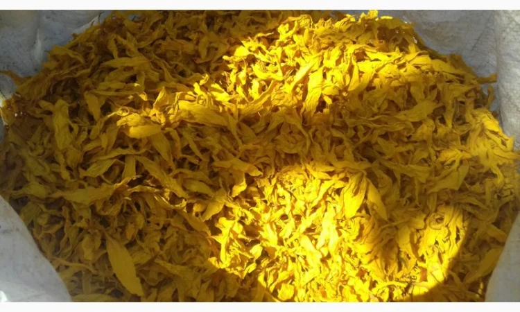 Куплю пелюстки соняшнику - фото № 2