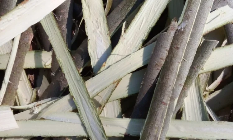 Кора верби - фото № 1