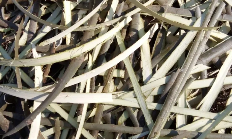 Кора верби - фото № 2