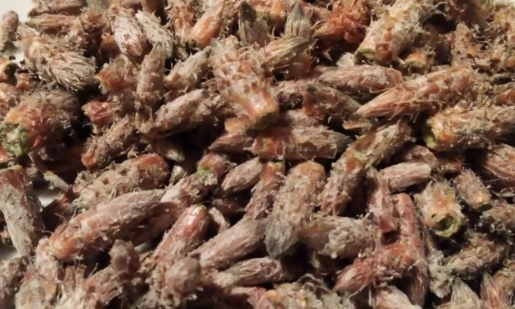 Бруньки сосни сушені - фото № 1