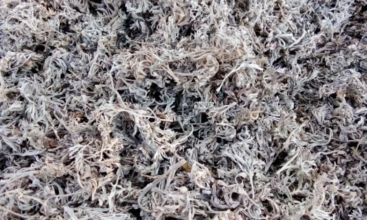 Полин без пагонів - фото № 1