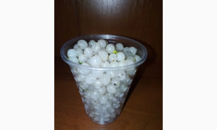 Ягоды белой омелы - фото № 1