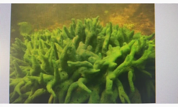 Куплю бадягу речную губку - фото № 1