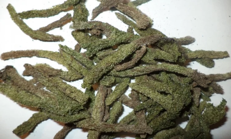 Куплю бадягу речную губку - фото № 2