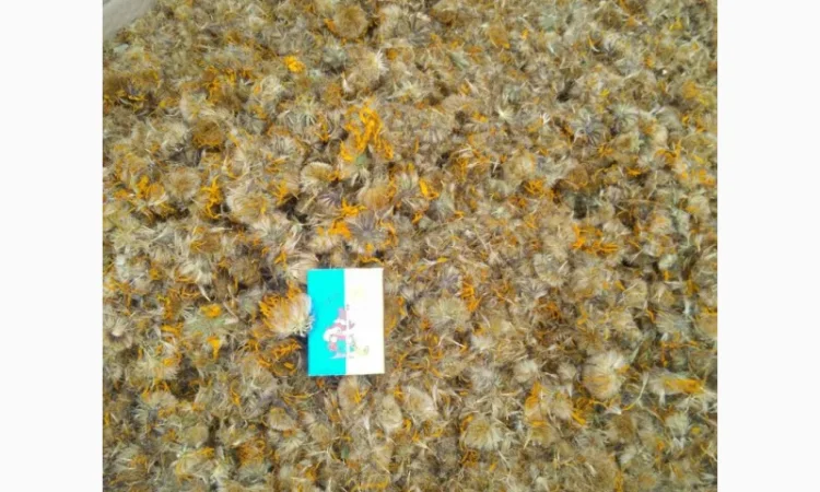 Арніка гірська (сухі квіткові кошики) - фото № 1