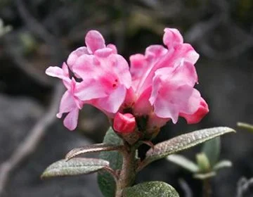 Чайный куст - Китай - фото № 3