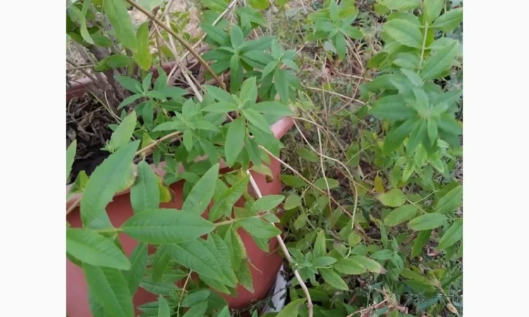 Вербена лимонная - фото № 1