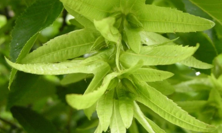 Цвет граба настойка (Carpinus betulus) - фото № 2