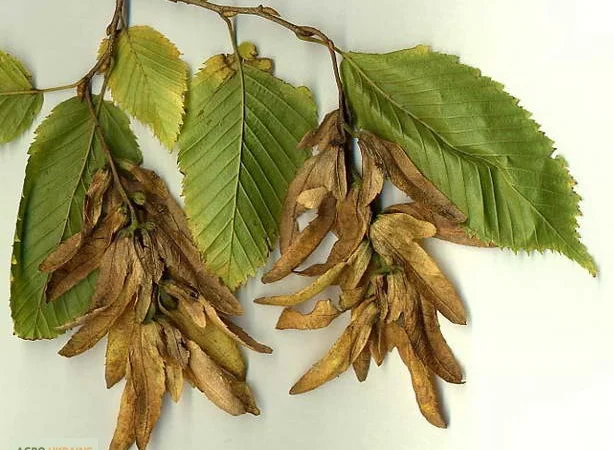 Цвет граба настойка (Carpinus betulus) - фото № 3