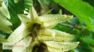 Цвет граба настойка (Carpinus betulus) - фото № 4