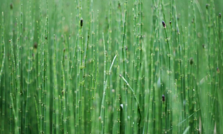 Хвощ полевой 45грн/100г - фото № 2