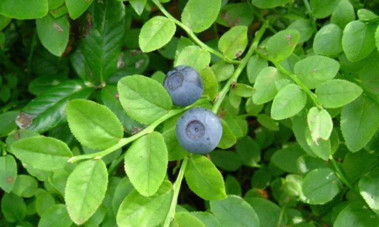 Продам черники лист, 35грн/50г - фото № 1