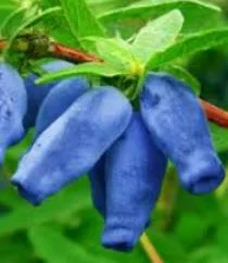 Настойка веточек жимолости - фото № 5