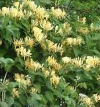 Настойка веточек жимолости - фото № 1