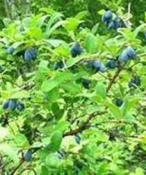 Настойка веточек жимолости - фото № 4