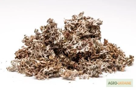 Исландский мох – натуральное лекарственное средство - фото № 1