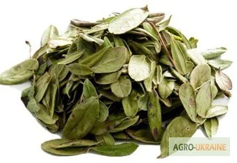 Продается Брусничный лист – лекарственное растение - фото № 1