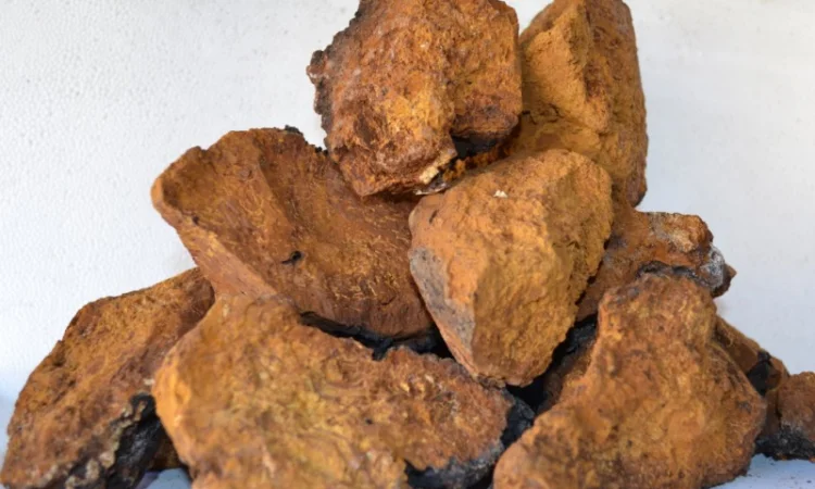 Продам гриб ЧАГА - фото № 1