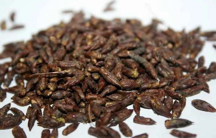 Настойка березовых почек на меду - фото № 2