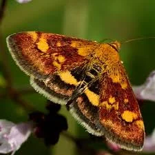 Продам 20% настойку восковой моли - фото № 2