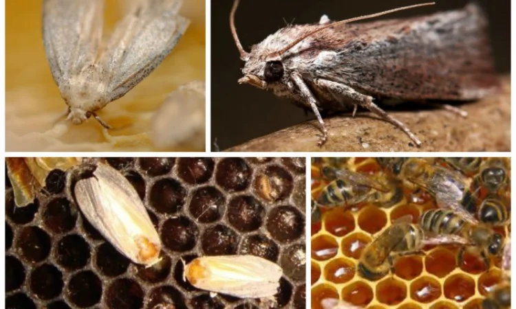 Продам 20% настойку восковой моли - фото № 5