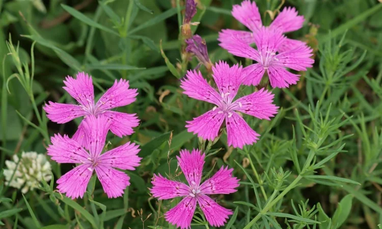 Настойку маточной гвоздики - фото № 1