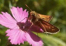 Настойку маточной гвоздики - фото № 2