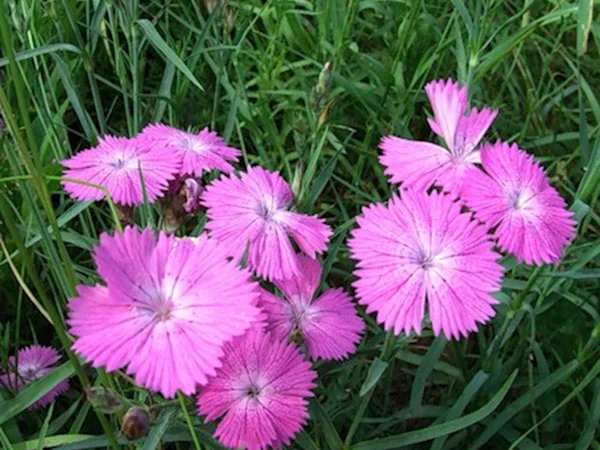 Настойку маточной гвоздики - фото № 3