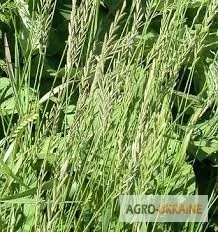 Корень пырея – натуральное средство для здоровья - фото № 2