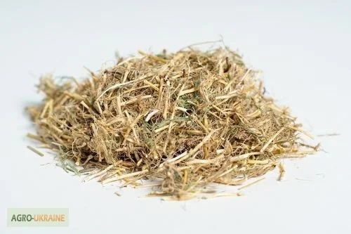 Корень пырея – натуральное средство для здоровья - фото № 4