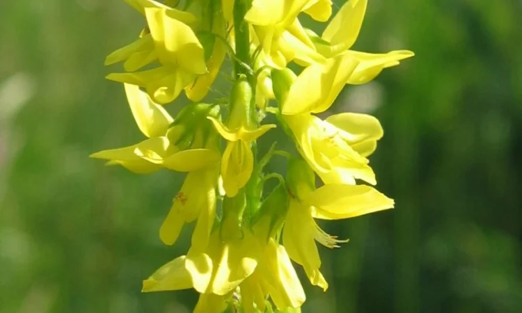 Донник лекарственный, буркун - фото № 1