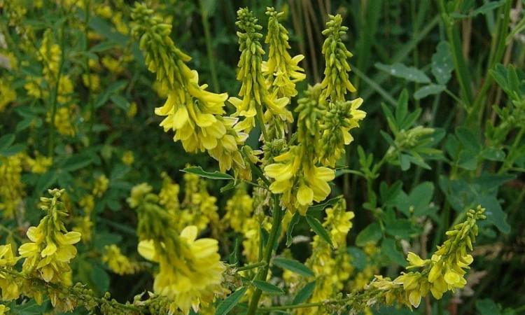 Донник лекарственный, буркун - фото № 2