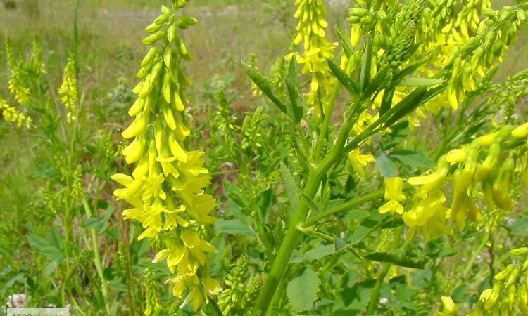 Донник лекарственный, буркун - фото № 3