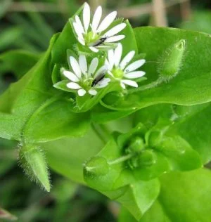 Сок мокрицы - фото № 2