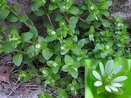 Сок мокрицы - фото № 5