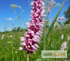 Горец змеиный - лечебное растение - фото № 2