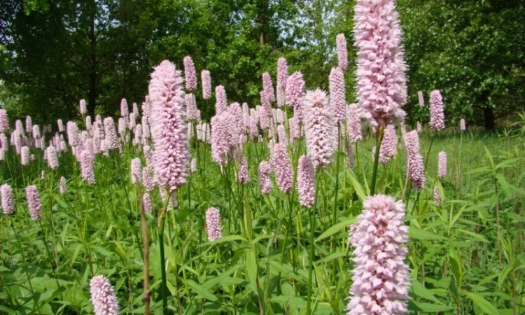 Горец змеиный - лечебное растение - фото № 3