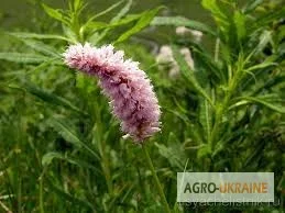 Горец змеиный - лечебное растение - фото № 5