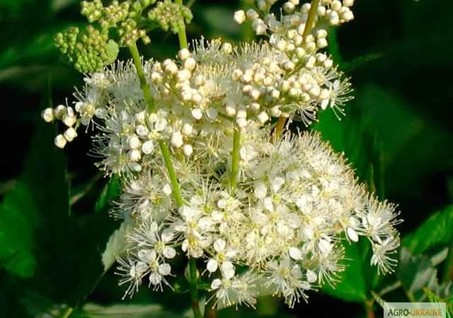 Таволга вязолистая, Лабазник - фото № 1