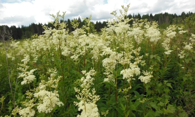 Таволга вязолистая, Лабазник - фото № 2