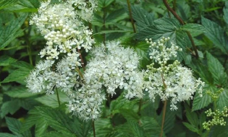Таволга вязолистая, Лабазник - фото № 3
