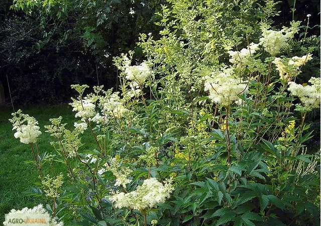 Таволга вязолистая, Лабазник - фото № 4