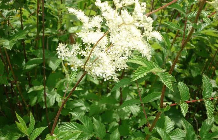 Таволга вязолистая, Лабазник - фото № 5