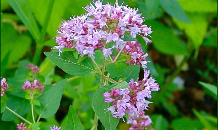 Душица, материнка - фото № 1