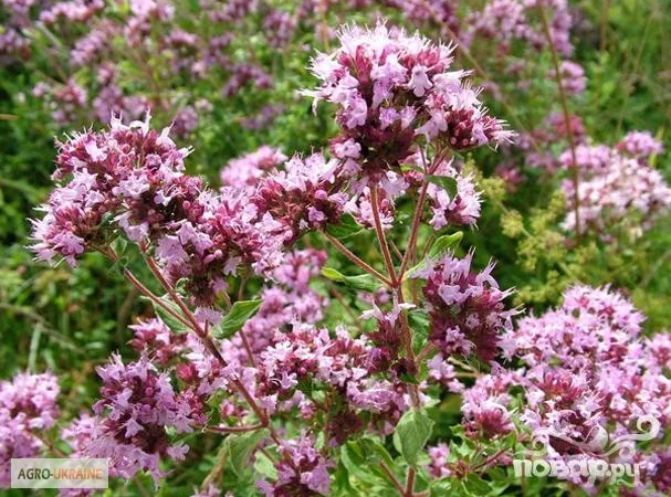 Душица, материнка - фото № 2