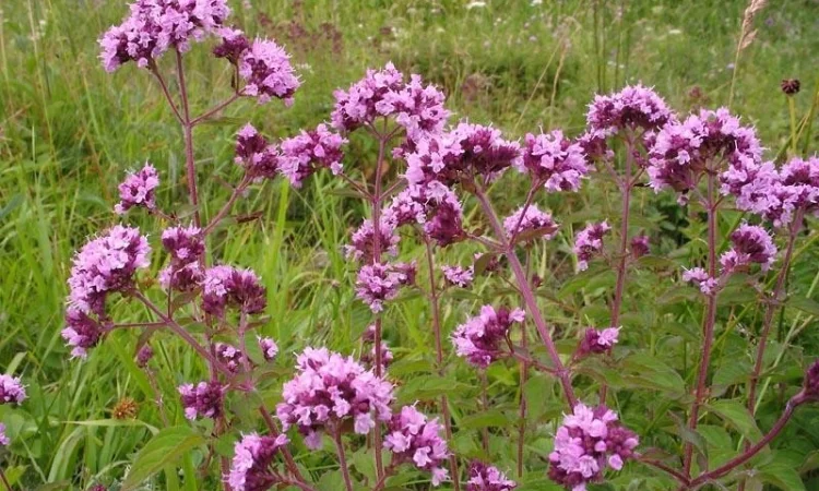 Душица, материнка - фото № 3