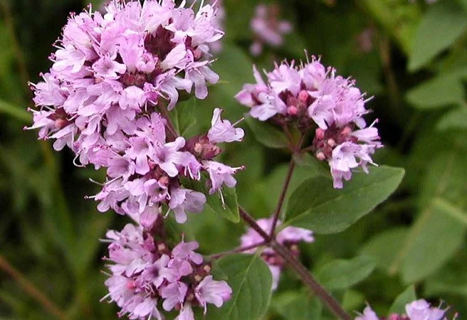 Душица, материнка - фото № 4