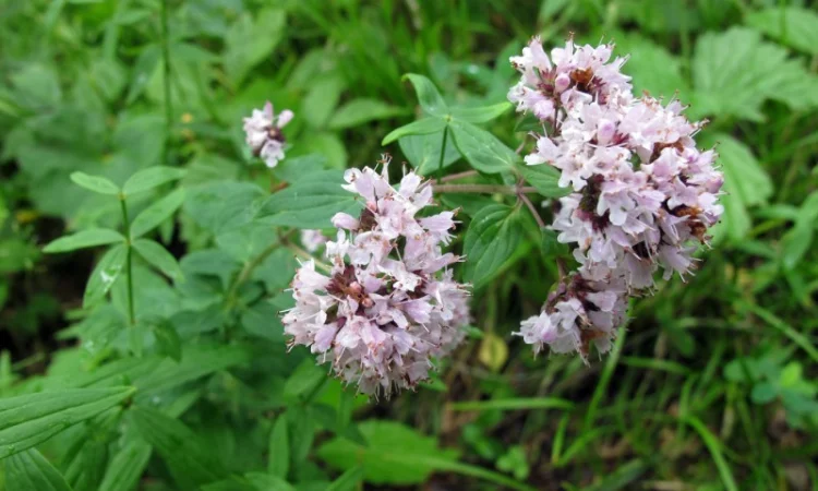 Душица, материнка - фото № 5