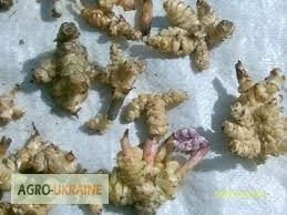 Петров крест настойка - фото № 2