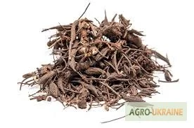 Гравилат городской – лечебные свойства и применение - фото № 2